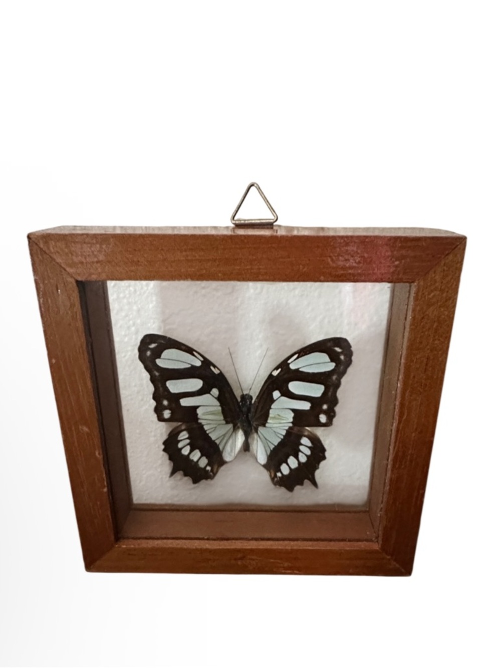 Framed Sipreota Stelenes Butterfly Wall Accent in Brown frame 4x4